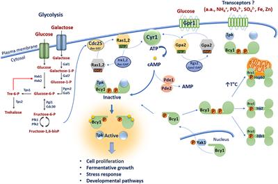 The cAMP/Protein Kinase A Pathway Regulates Virulence and Adaptation to Host Conditions in Cryptococcus neoformans